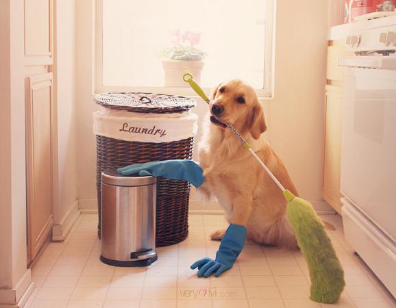 Чистота и порядок в доме с собакой