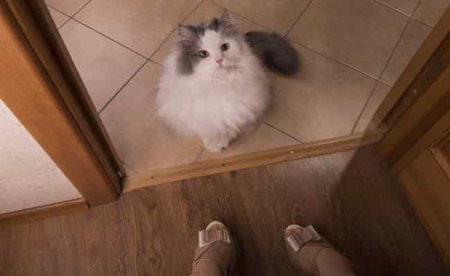 Кошка возвращается домой