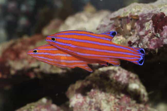 Candy Basslet