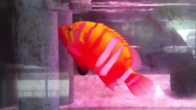 Neptune Grouper