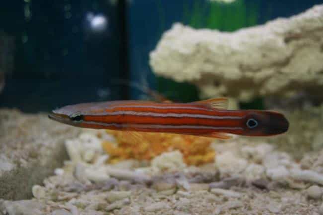 Australian Flathead Perch