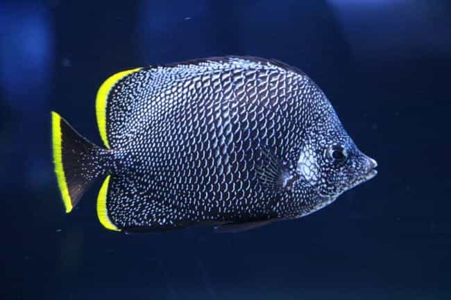  Wrought Iron Butterflyfish
