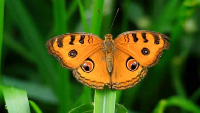 Peacock Pansy