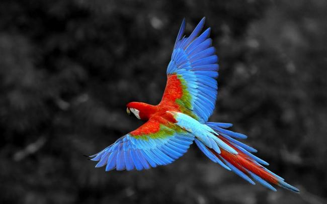Красивые Птицы Мира Фото