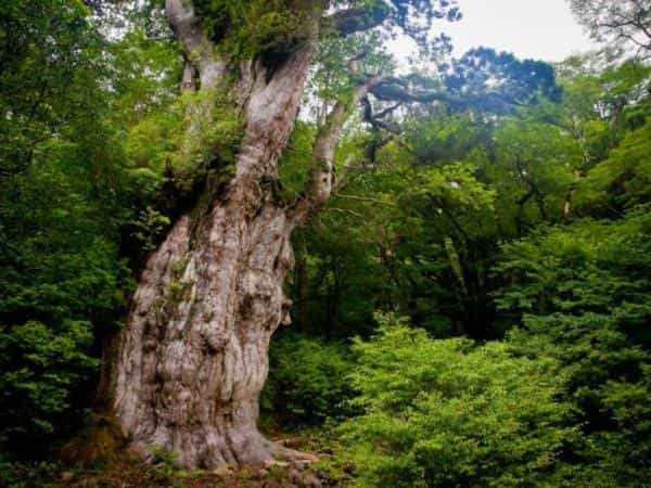 Jōmon Sugi