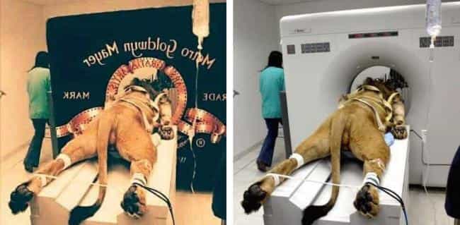 лев лео из mgm