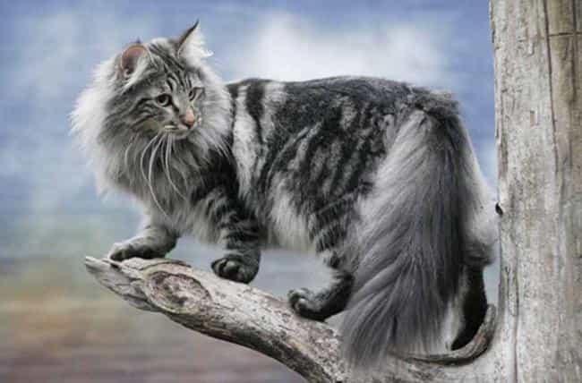 Норвежский лесной кот, или веги