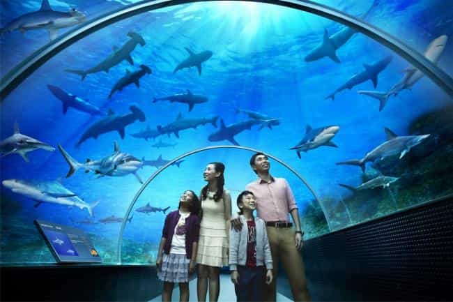 Океанариум SEA Aquarium