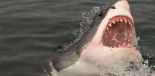 Большая белая акула / Great White Shark