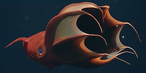 Адский кальмар-вампир / Vampire Squid