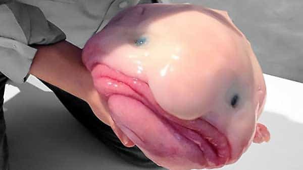 Рыба-капля / Blobfish
