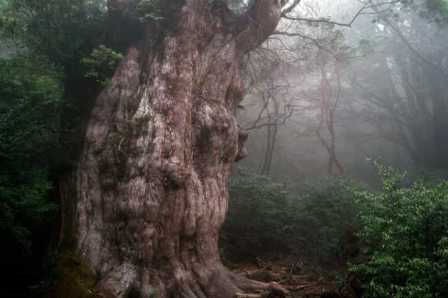 Jomon Sugi