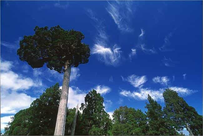 Alerce