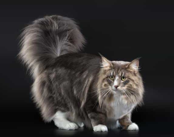 норвежская кошка