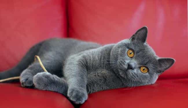 британская короткошерстная