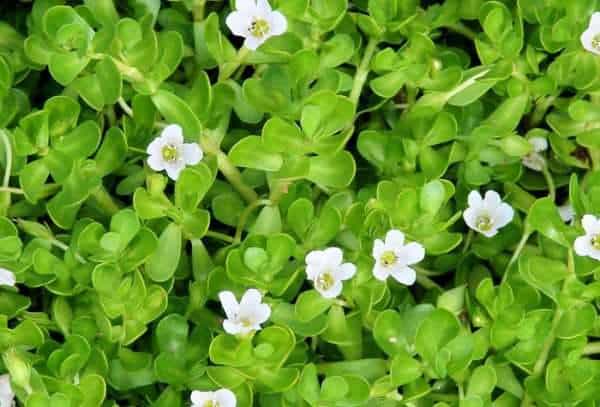 Bacopa Monnieri — Лучший природный ноотроп
