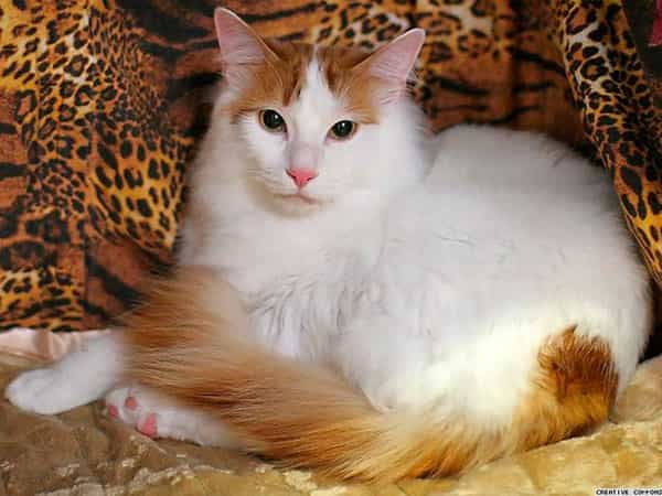 Анатолийская кошка