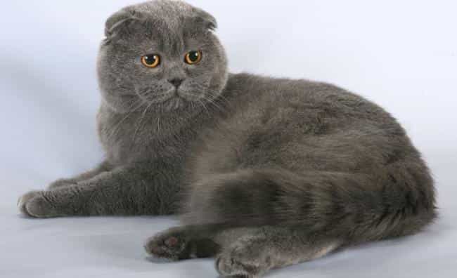 Шотландский вислоухий кот