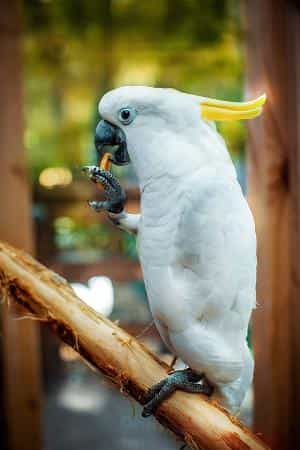 Какаду