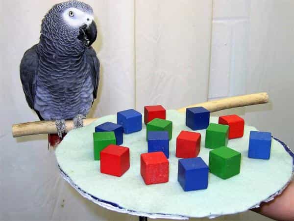 Жако
