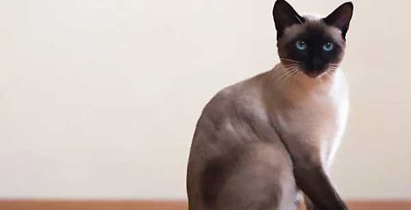 Сиамская кошка