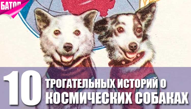 10 поразительных историй о советских космических собаках