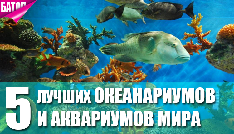 лучшие океанариумы и аквариумы мира