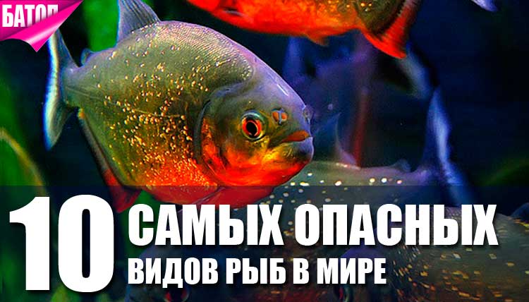 самые опасные виды рыб в мире