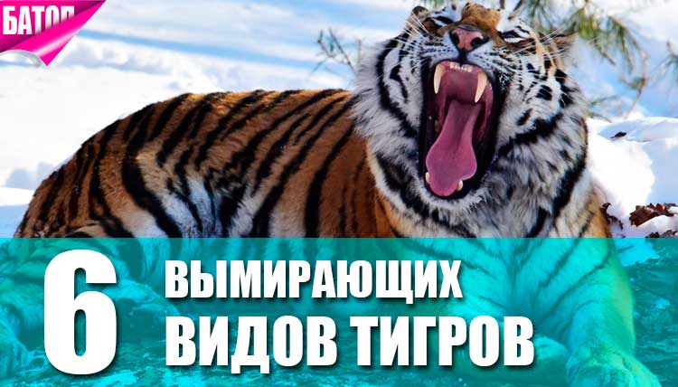 Вымирающие виды тигров
