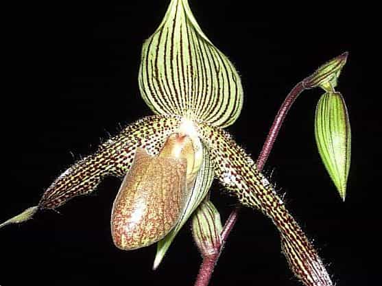 Золото кинабалу. Золотой Кинабалу цветок. Кинабалу Орхидея. Золотая Орхидея Кинабалу в дикой природе.
