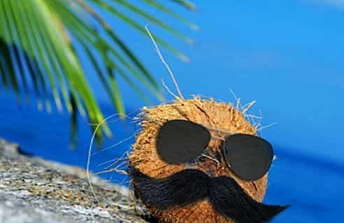 Кот кокос фото