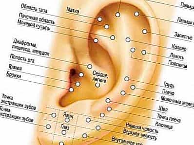 В каких местах можно проколоть ухо схема