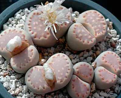 Lithops Julii