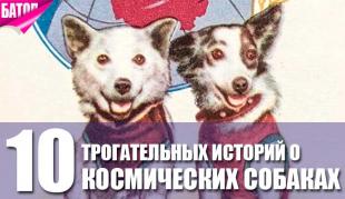 10 поразительных историй о советских космических собаках