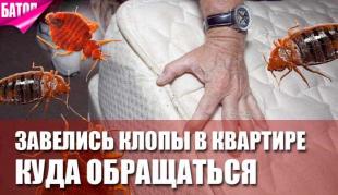 Завелись клопы в квартире куда обращаться?