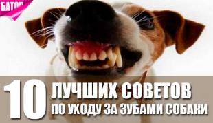 лучшие советы по уходу за зубами собаки