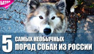 Самые необычные породы собак из России
