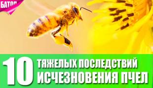 возможные тяжелые последствия исчезновения пчел на Земле